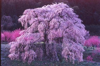 又兵衛桜1.jpg